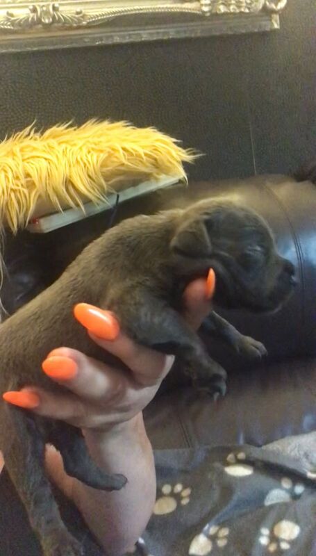 Kennel Club Registered Staffordshire Bull Terrier Puppies For Sale