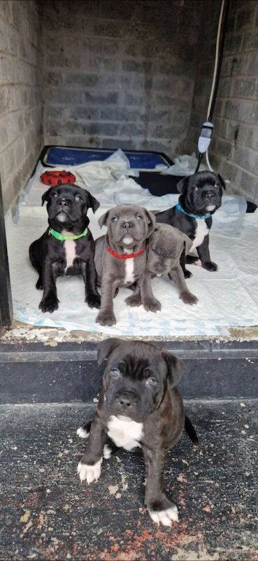 Staffie Puppies For Sale