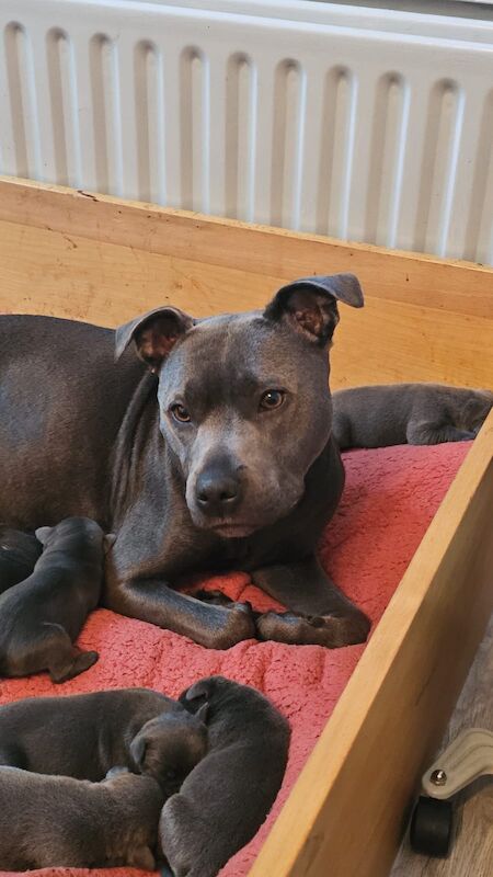 KC Reg (& DNA unaffected) Staffy Puppies