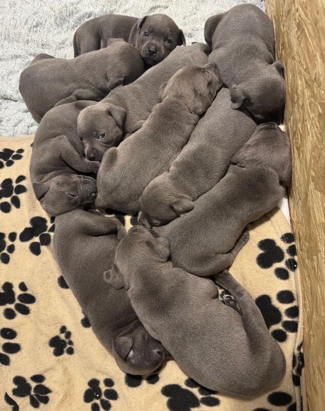 Staffordshire Bull Terrier puppies for sale in Hillsborough, County Down – KC registered, 6 weeks old - Image 4 of 4