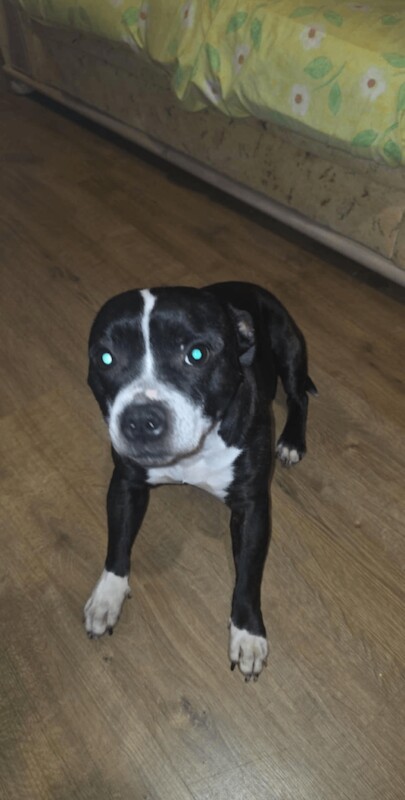 Kennel Club Registered Staffordshire Bull Terrier Puppies For Sale