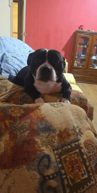 Staffordshire Bull Terrier puppies for sale in Caerphilly, Gwent – 6 years old - Image 2 of 3