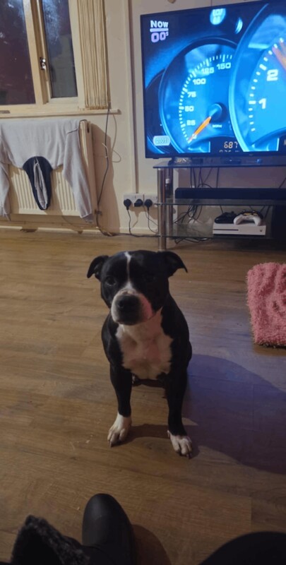 Staffordshire Bull Terrier puppies for sale in Caerphilly, Gwent – 6 years old - Image 3 of 3