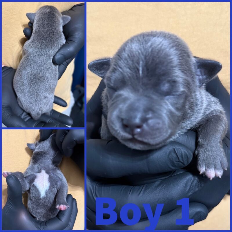 Staffordshire Bull Terrier puppies for sale in Edinburgh, City of Edinburgh – KC registered, 4 days old - Image 2 of 15