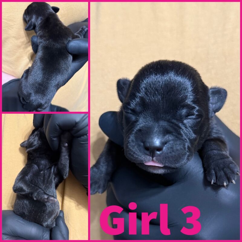 Staffordshire Bull Terrier puppies for sale in Edinburgh, City of Edinburgh – KC registered, 4 days old - Image 3 of 15