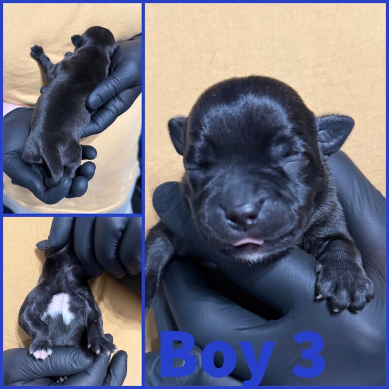 Staffordshire Bull Terrier puppies for sale in Edinburgh, City of Edinburgh – KC registered, 4 days old - Image 6 of 15