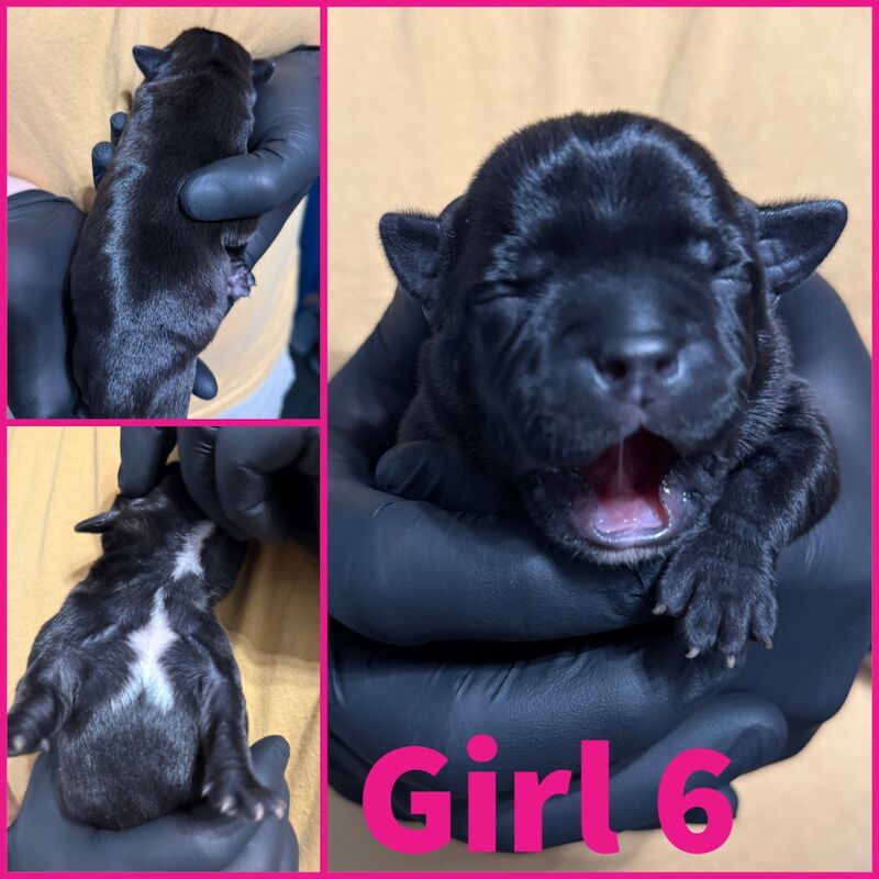 Staffordshire Bull Terrier puppies for sale in Edinburgh, City of Edinburgh – KC registered, 4 days old - Image 8 of 15