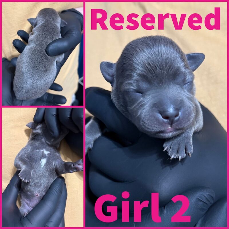 Staffordshire Bull Terrier puppies for sale in Edinburgh, City of Edinburgh – KC registered, 4 days old - Image 10 of 15