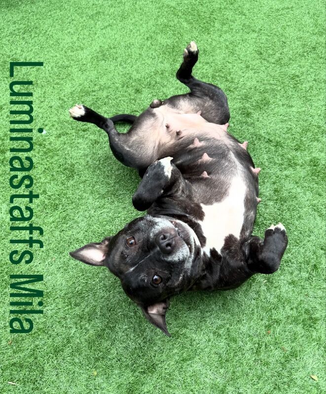 Staffordshire Bull Terrier puppies for sale in Edinburgh, City of Edinburgh – KC registered, 4 days old - Image 12 of 15
