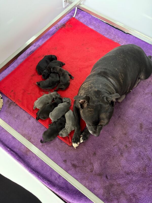 Staffordshire Bull Terrier puppies for sale in Edinburgh, City of Edinburgh – KC registered, 4 days old - Image 13 of 15