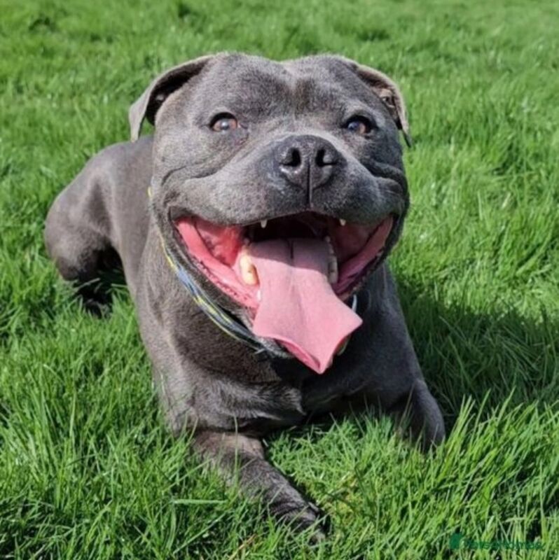 Staffordshire Bull Terrier puppies for sale in Edinburgh, City of Edinburgh – KC registered, 4 days old - Image 15 of 15