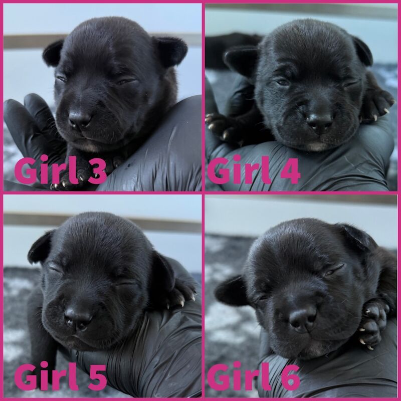 Staffordshire Bull Terrier puppies for sale in Edinburgh, City of Edinburgh – KC registered, 1 week old