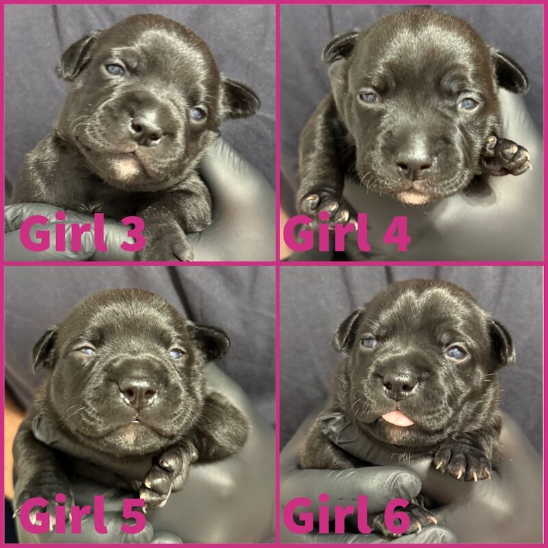 Staffordshire Bull Terrier puppies for sale in Edinburgh, City of Edinburgh – KC registered, 2 weeks old
