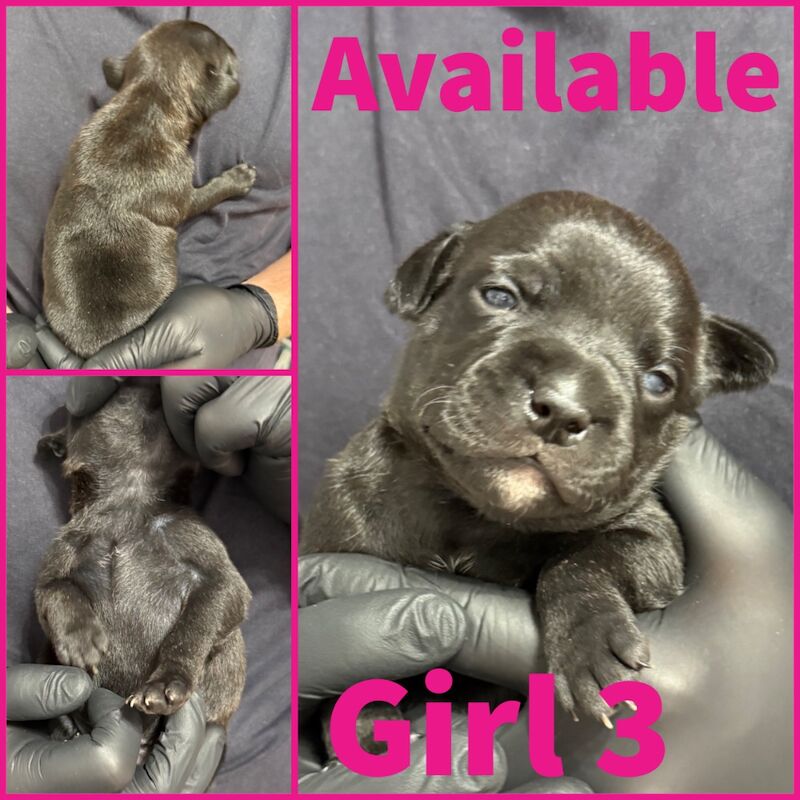 Staffordshire Bull Terrier puppies for sale in Edinburgh, City of Edinburgh – KC registered, 2 weeks old