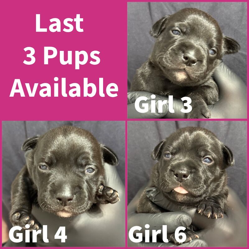Staffordshire Bull Terrier puppies for sale in Edinburgh, City of Edinburgh – KC registered, 2 weeks old