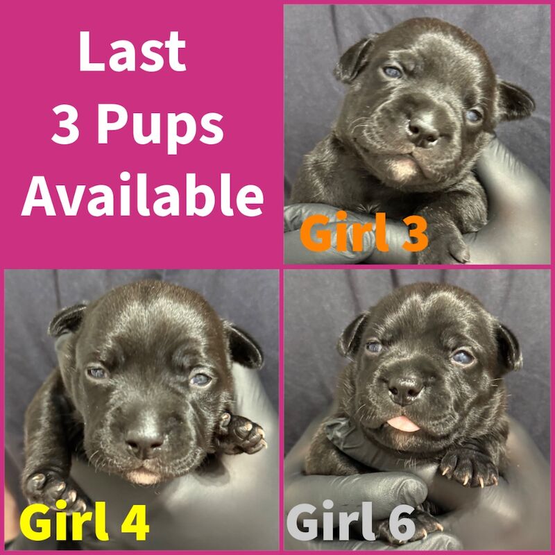 Staffordshire Bull Terrier puppies for sale in Edinburgh, City of Edinburgh – KC registered, 3 weeks old
