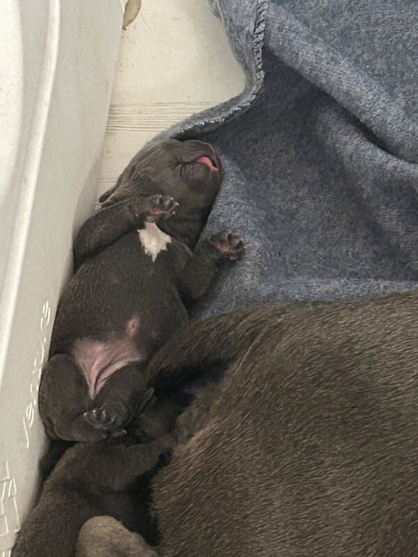 Staffordshire Bull Terrier puppies for sale in Coventry, West Midlands โ 1 week old