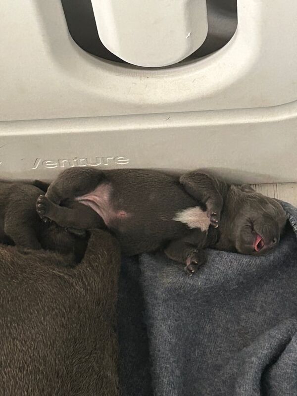 Staffordshire Bull Terrier puppies for sale in Coventry, West Midlands – 1 week old - Image 2 of 3