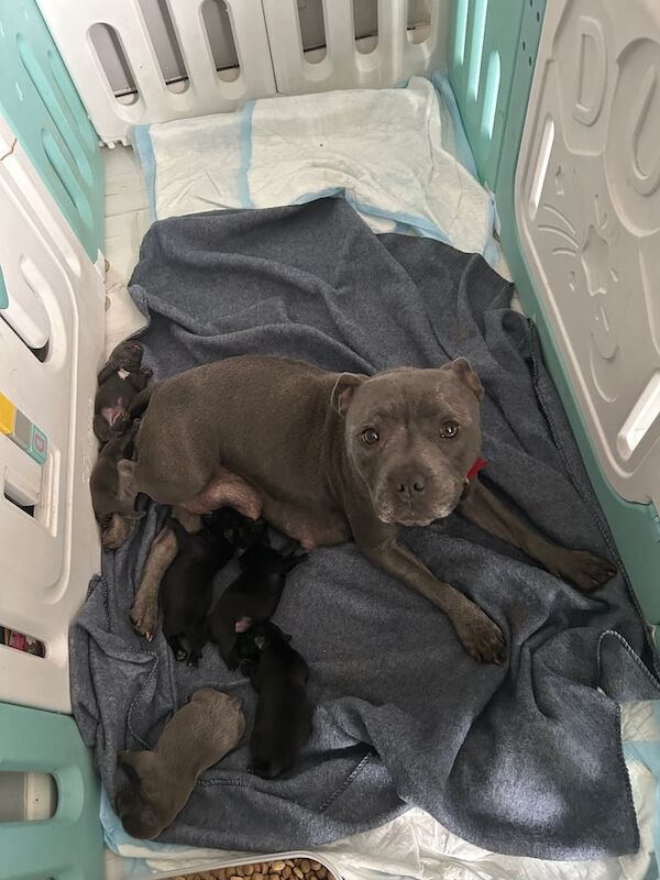 Staffordshire Bull Terrier puppies for sale in Coventry, West Midlands – 1 week old - Image 3 of 3