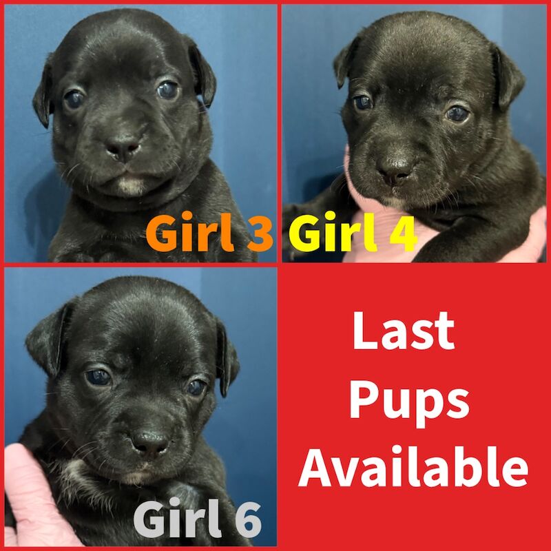 Staffordshire Bull Terrier puppies for sale in Edinburgh, City of Edinburgh – KC registered, 3 weeks old