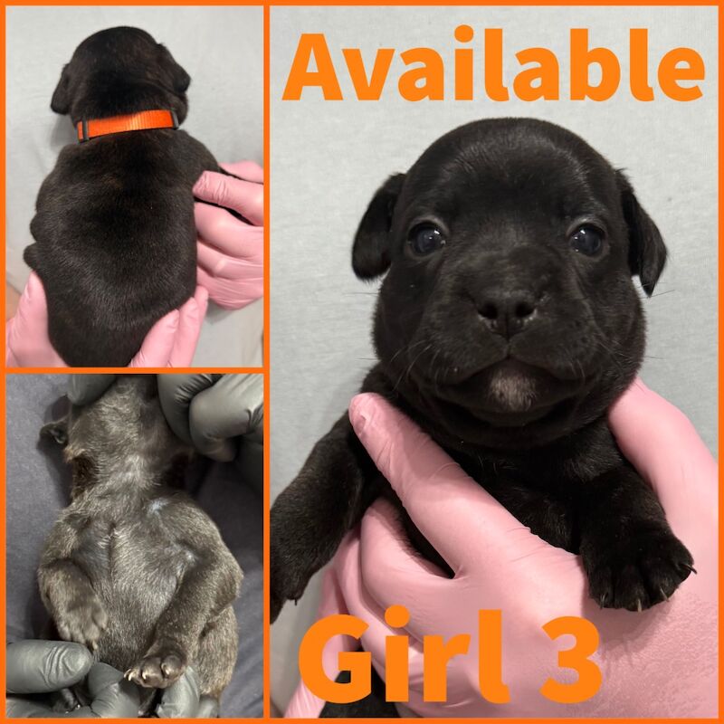 Staffordshire Bull Terrier puppies for sale in Edinburgh, City of Edinburgh – KC registered, 3 weeks old - Image 2 of 12