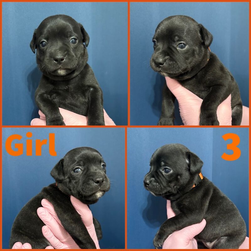 Staffordshire Bull Terrier puppies for sale in Edinburgh, City of Edinburgh – KC registered, 3 weeks old - Image 3 of 12