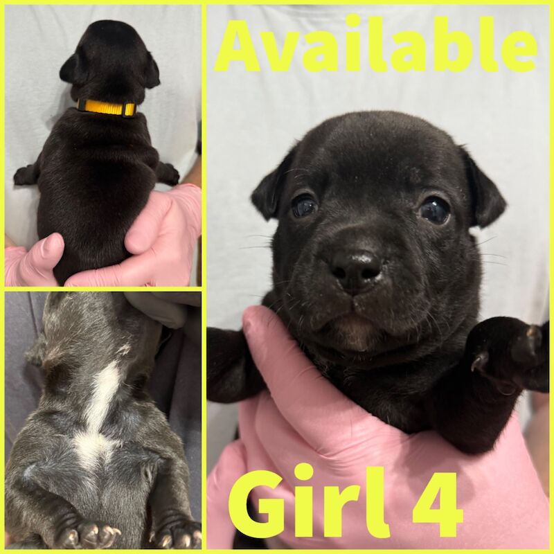 Staffordshire Bull Terrier puppies for sale in Edinburgh, City of Edinburgh – KC registered, 3 weeks old - Image 4 of 12