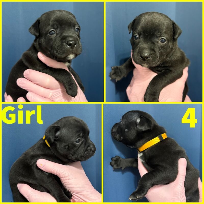 Staffordshire Bull Terrier puppies for sale in Edinburgh, City of Edinburgh – KC registered, 3 weeks old - Image 5 of 12