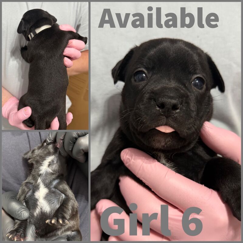 Staffordshire Bull Terrier puppies for sale in Edinburgh, City of Edinburgh – KC registered, 3 weeks old - Image 6 of 12