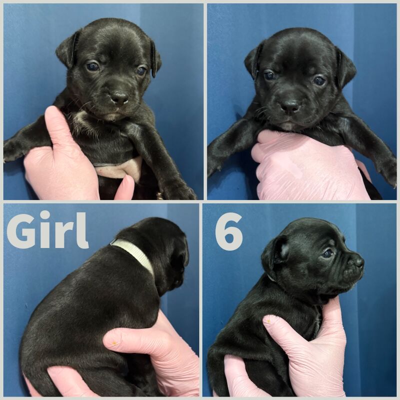 Staffordshire Bull Terrier puppies for sale in Edinburgh, City of Edinburgh – KC registered, 3 weeks old - Image 7 of 12