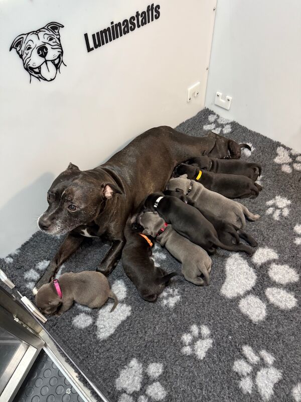 Staffordshire Bull Terrier puppies for sale in Edinburgh, City of Edinburgh – KC registered, 3 weeks old - Image 8 of 12