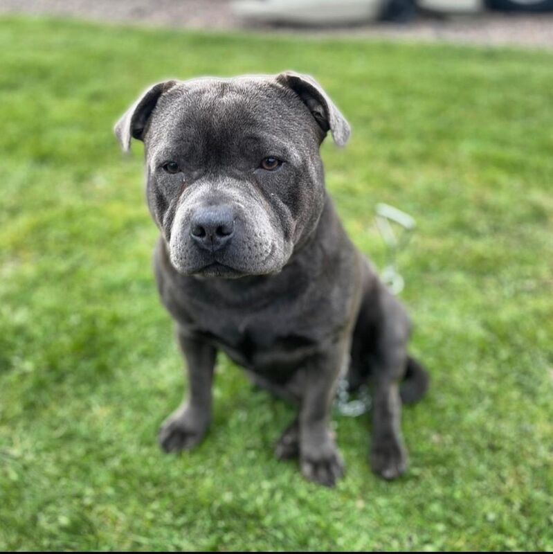 Staffordshire Bull Terrier puppies for sale in Edinburgh, City of Edinburgh – KC registered, 3 weeks old - Image 10 of 12