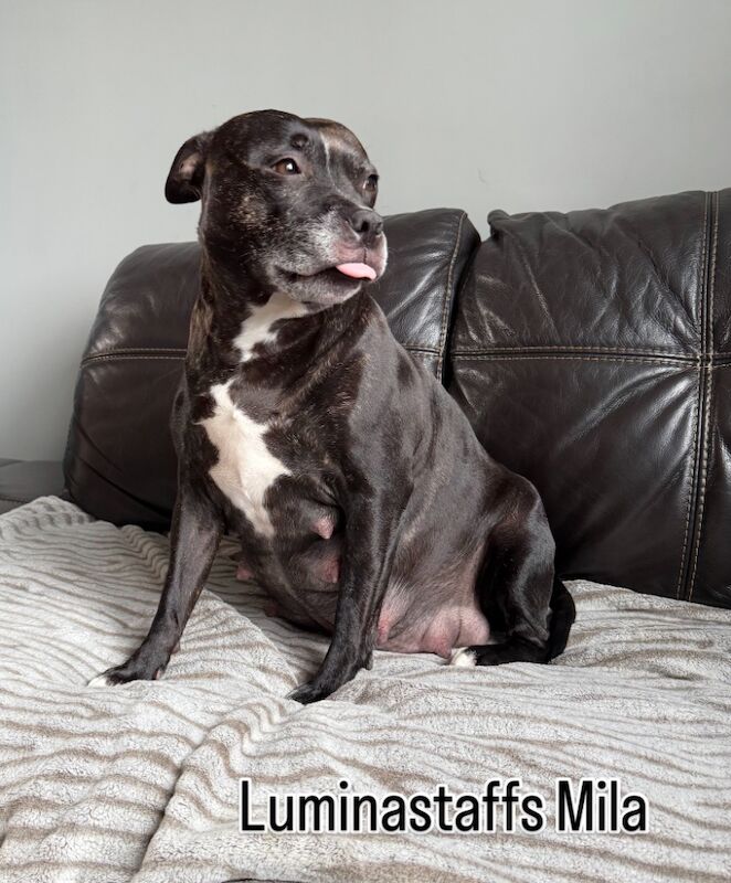 Staffordshire Bull Terrier puppies for sale in Edinburgh, City of Edinburgh – KC registered, 3 weeks old - Image 12 of 12