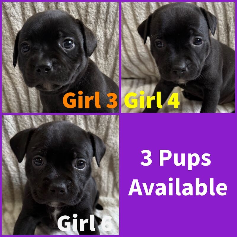 Staffordshire Bull Terrier puppies for sale in Edinburgh, City of Edinburgh – KC registered, 4 weeks old