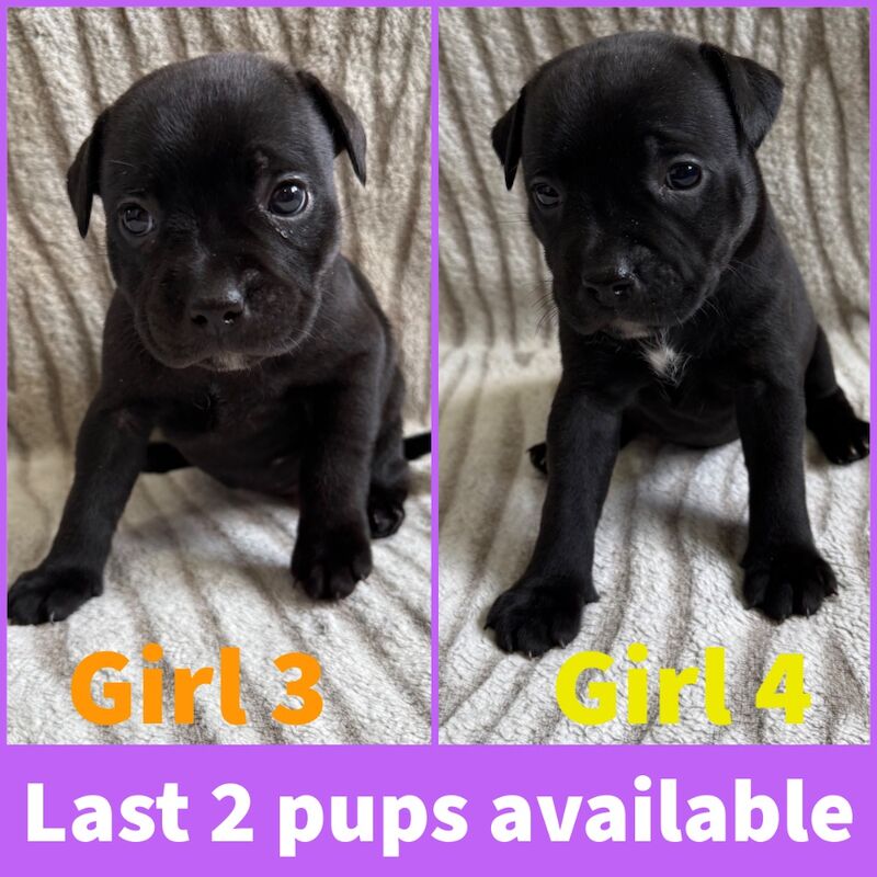 Staffordshire Bull Terrier puppies for sale in Edinburgh, City of Edinburgh – KC registered, 4 weeks old
