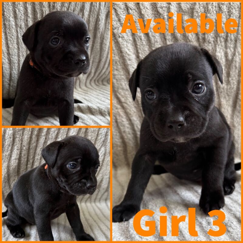 Staffordshire Bull Terrier puppies for sale in Edinburgh, City of Edinburgh – KC registered, 5 weeks old
