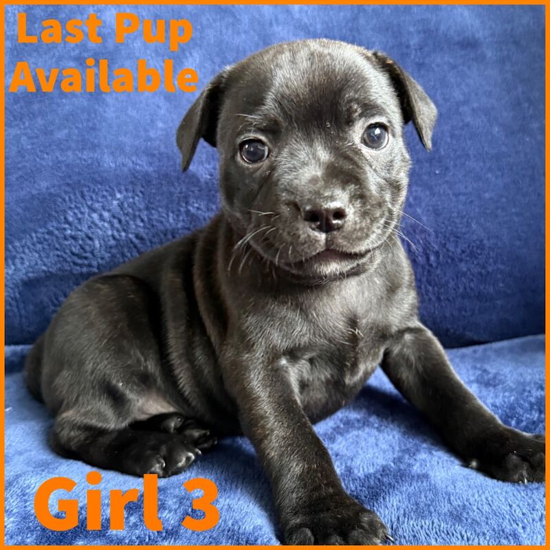 Staffordshire Bull Terrier puppies for sale in Edinburgh, City of Edinburgh – KC registered, 5 weeks old