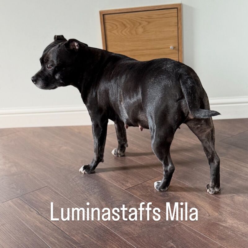 Staffordshire Bull Terrier puppies for sale in Edinburgh, City of Edinburgh – KC registered, 6 weeks old