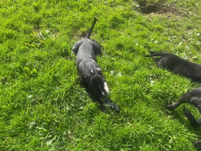 Blue Staffordshire Bull Terrier Puppies For Sale