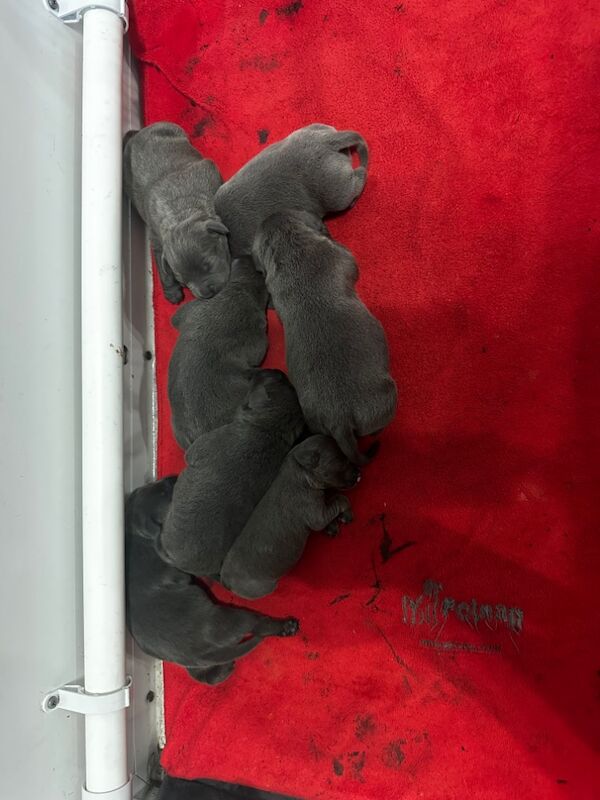 KC Reg Staffordshire Bull Terrier Staffy Puppies for sale in City of Edinburgh | Image 2