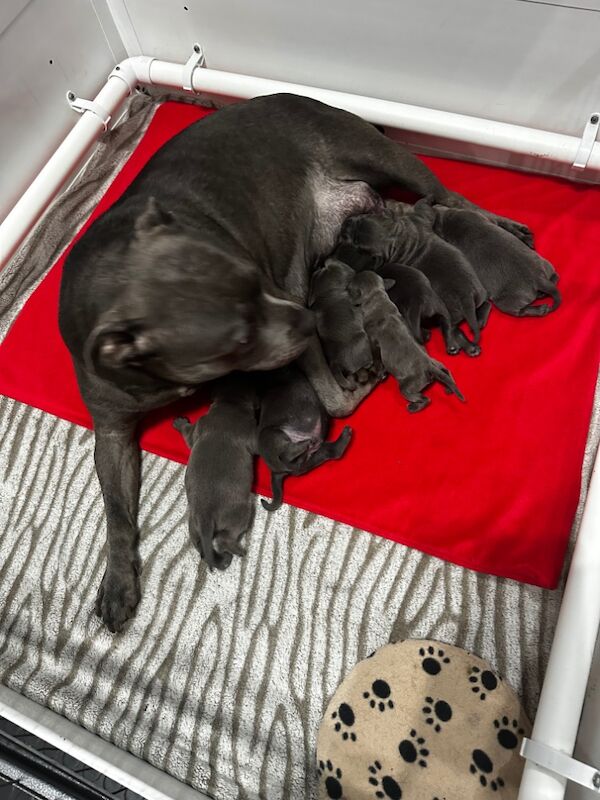 KC Reg Staffordshire Bull Terrier Staffy Puppies for sale in City of Edinburgh | Image 3