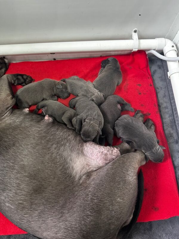 KC Reg Staffordshire Bull Terrier Staffy Puppies for sale in City of Edinburgh | Image 4