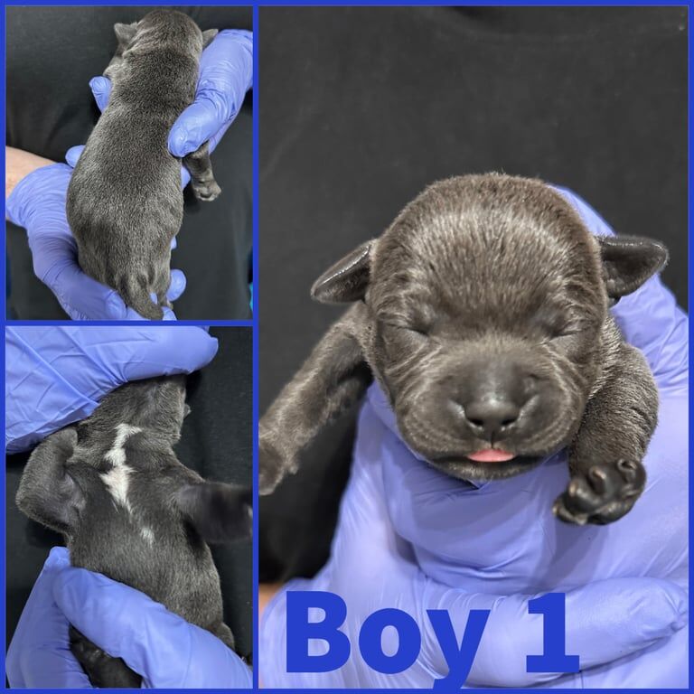 Staffordshire Bull Terrier puppies for sale in Edinburgh, City of Edinburgh – KC registered, 11 months old - Image 3 of 3