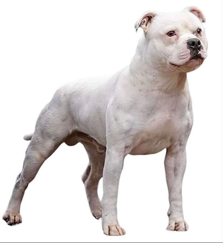 KC REG STAFFORDSHIRE BULL TERRIERS for sale in Southwick, West Sussex