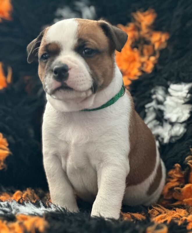 KC REG STAFFORDSHIRE BULL TERRIERS for sale in Southwick, West Sussex | Image 3