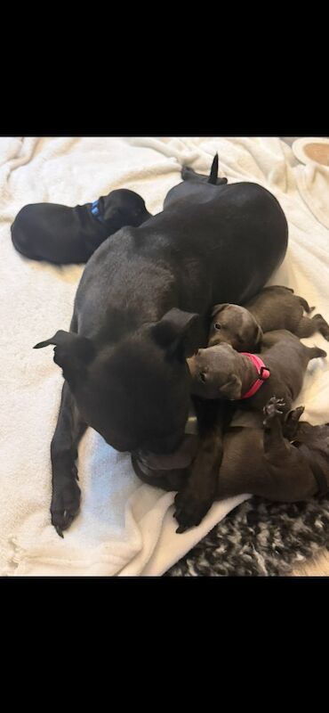 Kennel Club Registered Staffordshire Bull Terrier Puppies For Sale