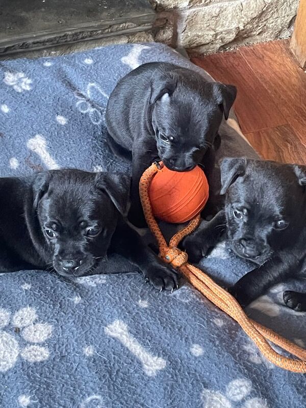 Staffordshire Bull Terrier puppies for sale in Nelson, Lancashire – KC registered, 8 weeks old