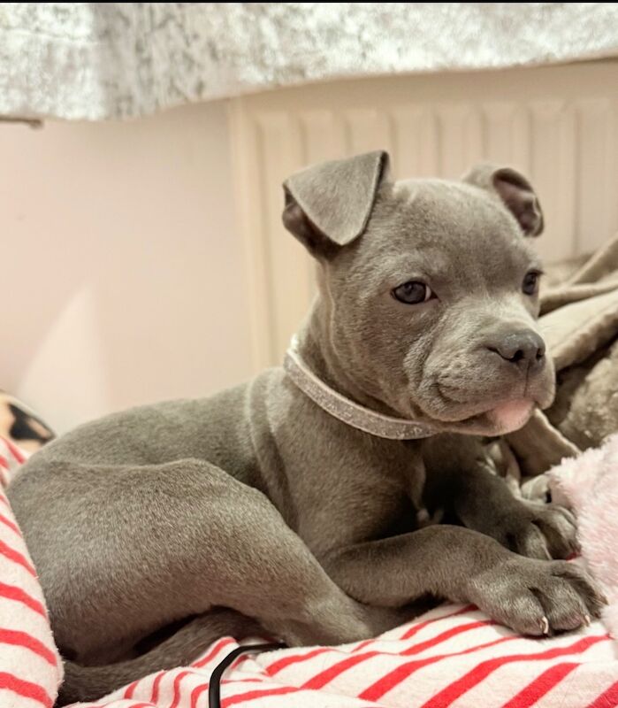 Staffordshire Bull Terrier puppies for sale in Ely, Cambridgeshire – KC registered, 11 weeks old