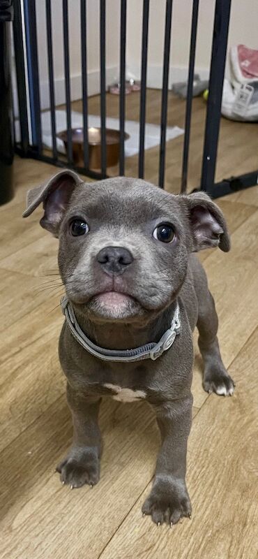 Staffordshire Bull Terrier puppies for sale in Ely, Cambridgeshire – KC registered, 10 weeks old - Image 2 of 6