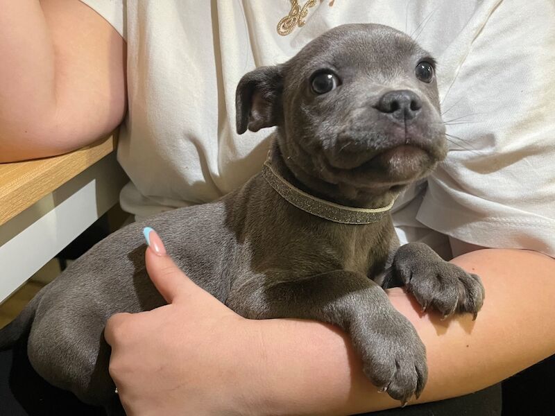 Staffordshire Bull Terrier puppies for sale in Ely, Cambridgeshire – KC registered, 10 weeks old - Image 3 of 6